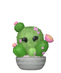 Barrel Cactus