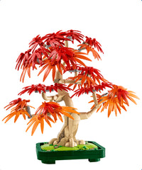 Bonsai di acero rosso giapponese