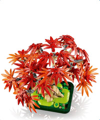 Bonsai di acero rosso giapponese