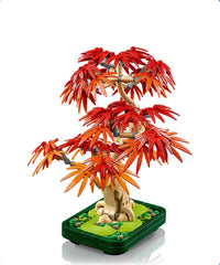 Bonsai di acero rosso giapponese