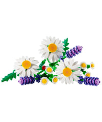 Daisies - Margherite