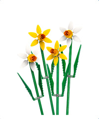 Narcisi