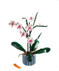 Orchidea