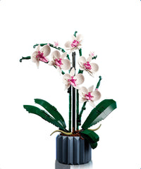 Orchidea