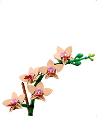 Mini-orchidea