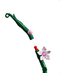 Orchidea